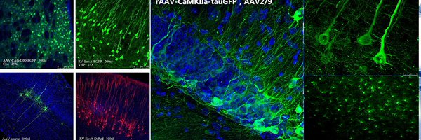 Brain_VTA Profile Banner