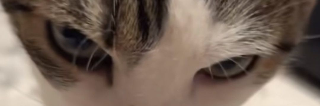 Fizzy's banner
