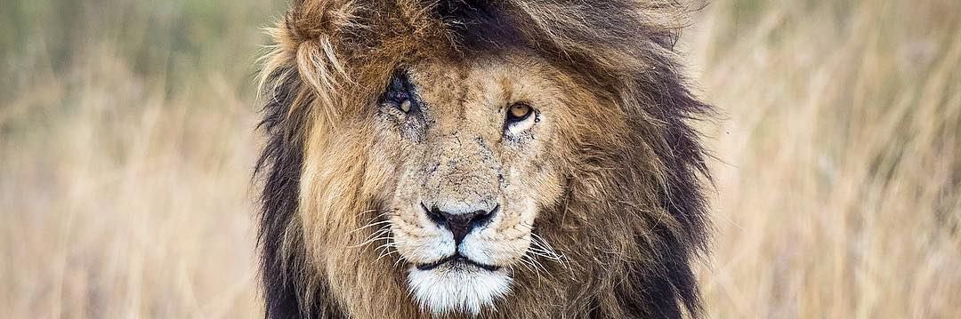 Chieftain Watson banner