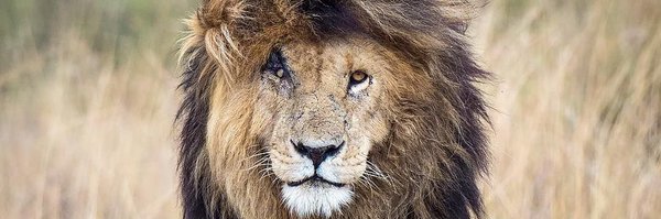 Chief7Watson Profile Banner
