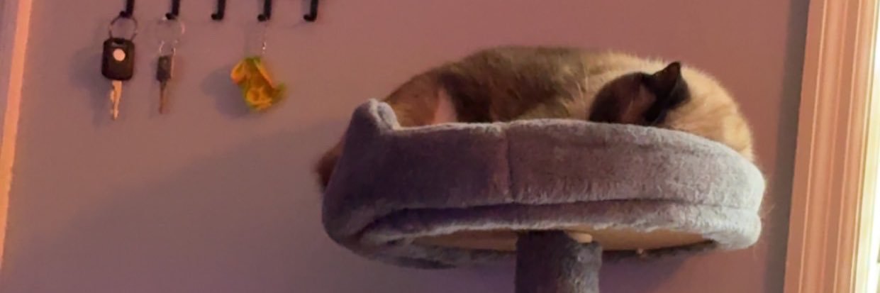 StarStudRobbie's profile banner image