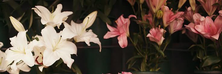 𝐿. banner