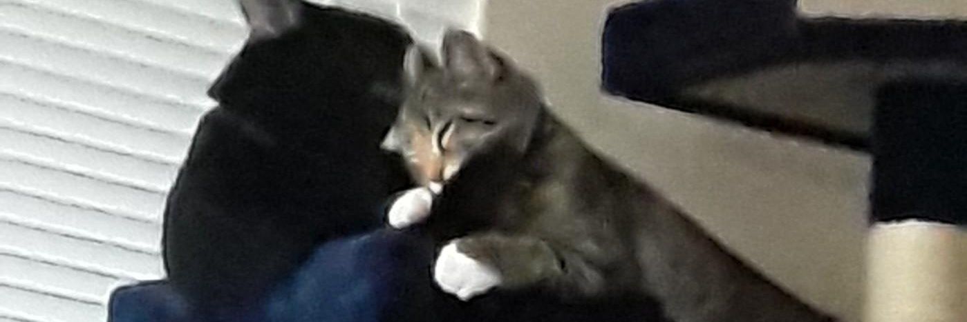 Lady_Buzzkil's profile banner image