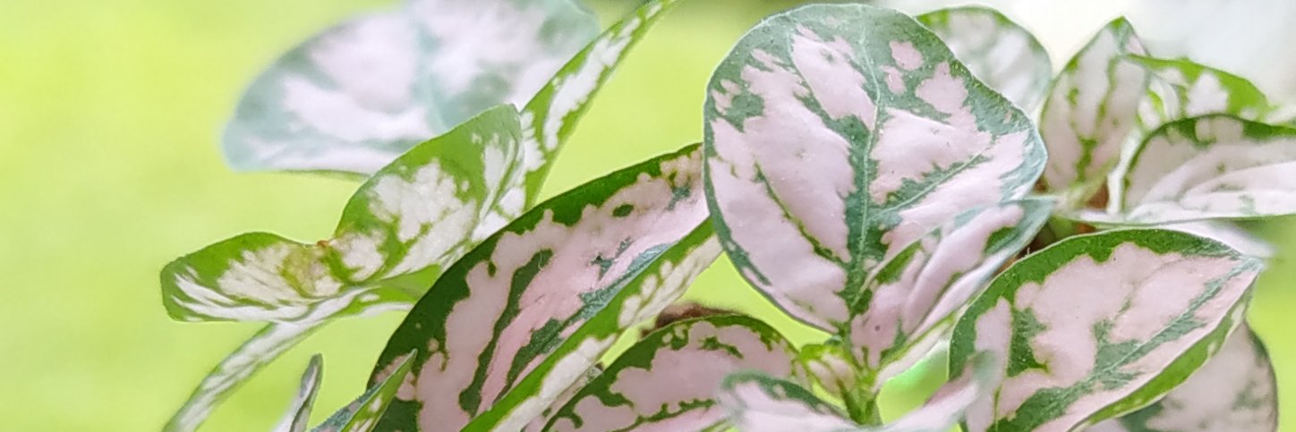 LauTapiaM's profile banner image