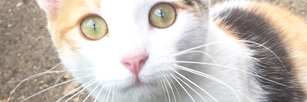 JessicaDubrask's profile banner image