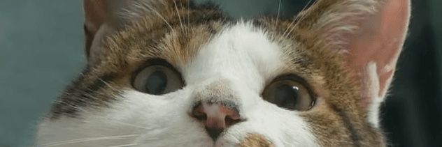 menta banner