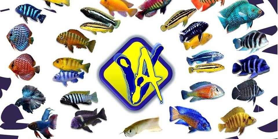 AcuarioVirtual's profile banner image