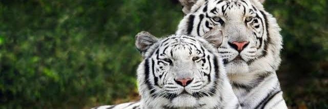 Nature and Animals 🦚🌴 banner