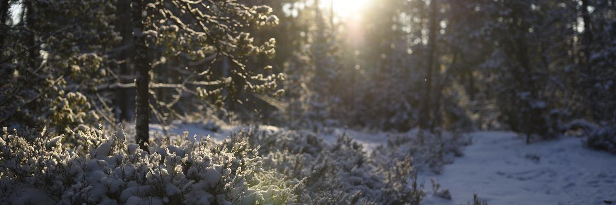 Ilkka Huotari banner