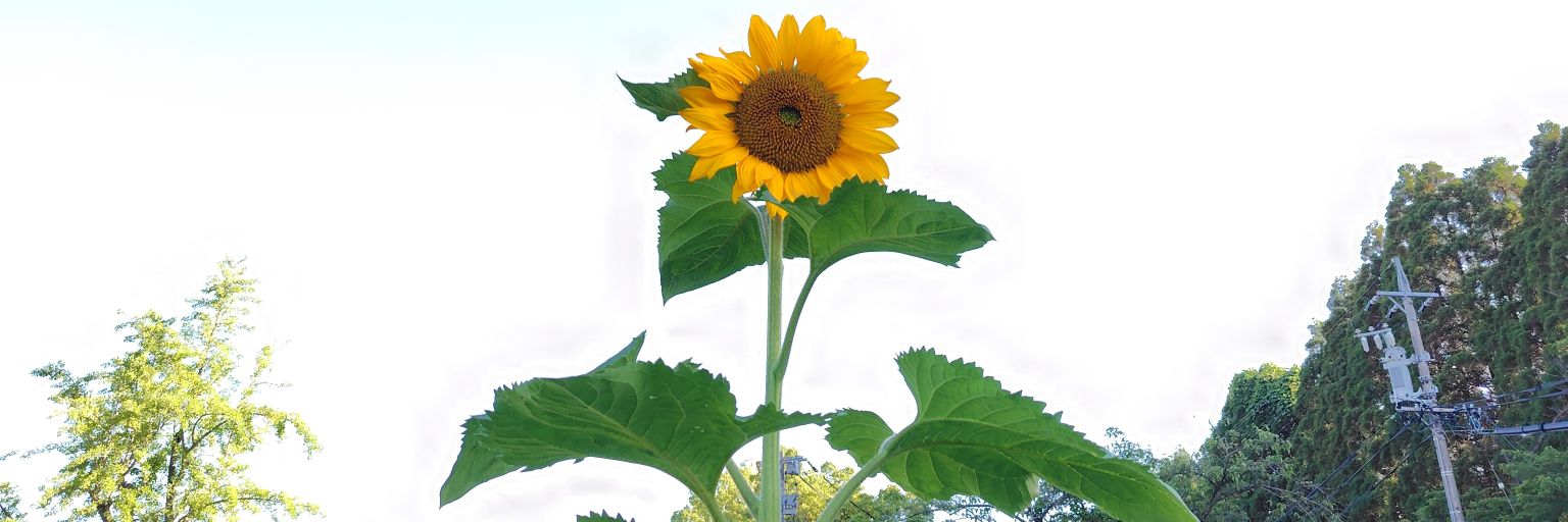 mari_cue's profile banner image