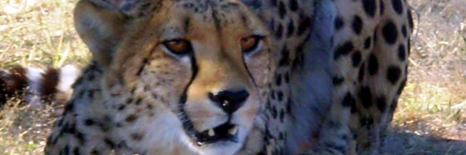 jactopsy's profile banner image