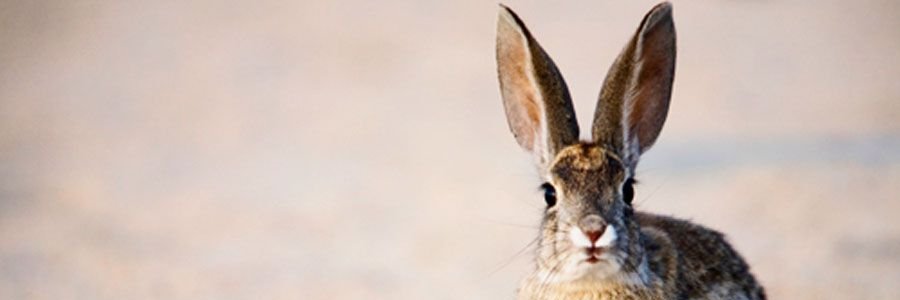 World Lagomorph Society's banner