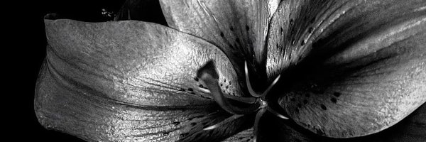 Borusui_ Profile Banner