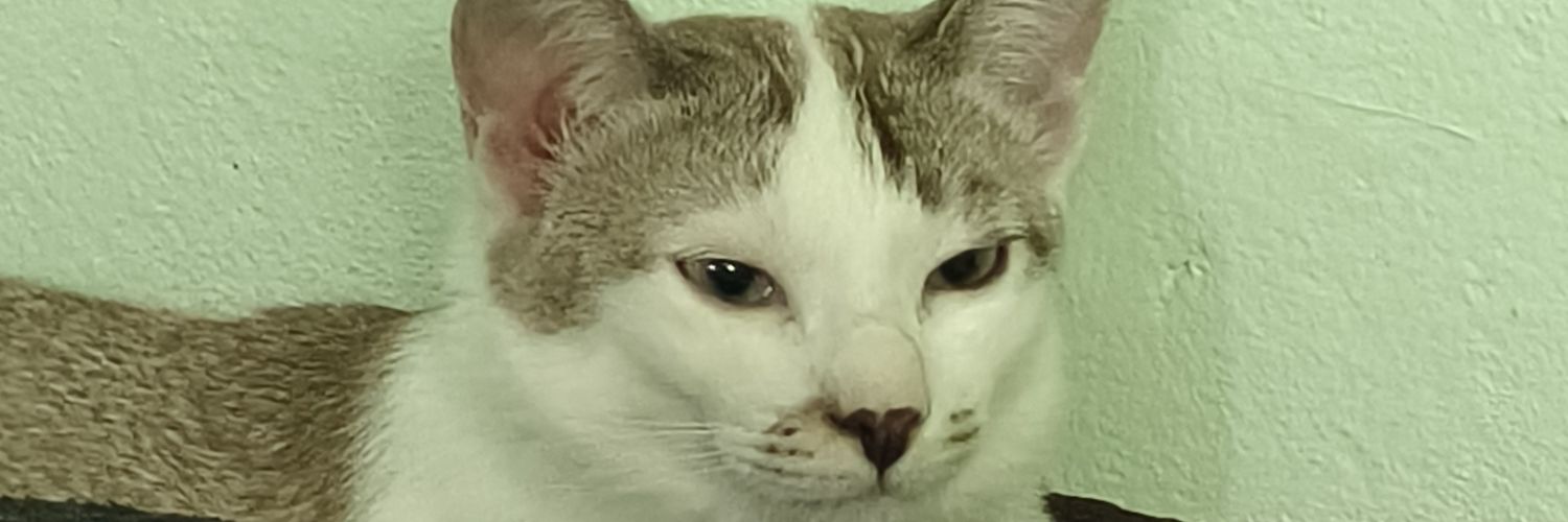AlanLP95's profile banner image