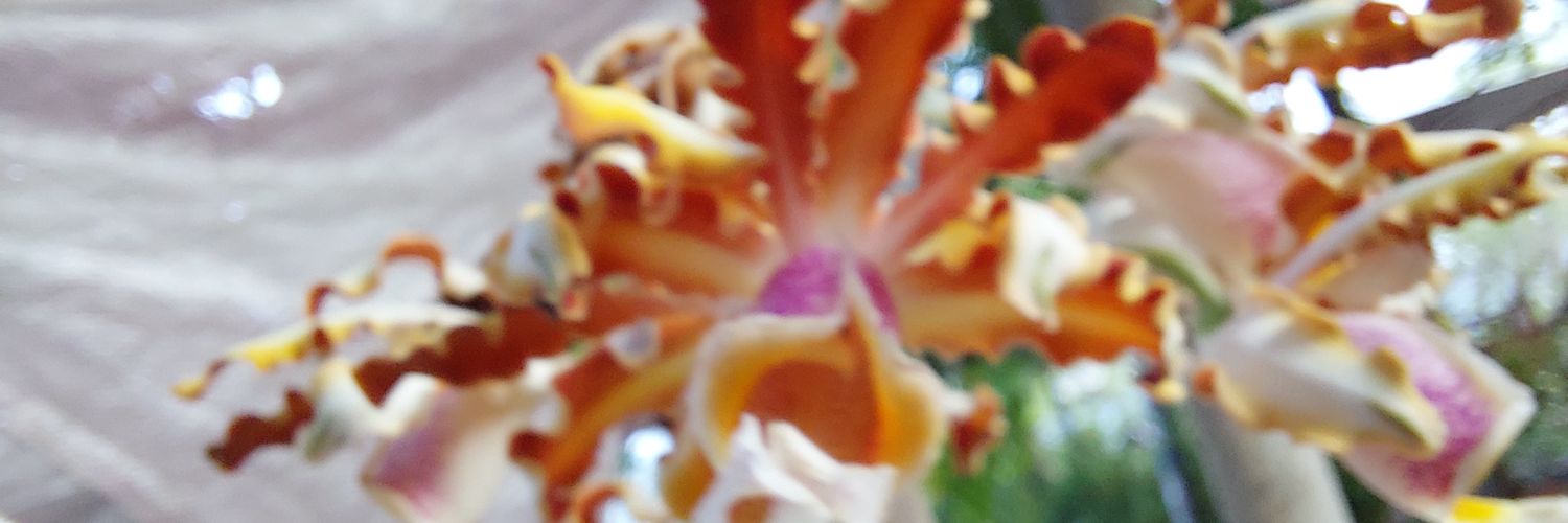 🌸🦝Pio-Axel🌺 banner
