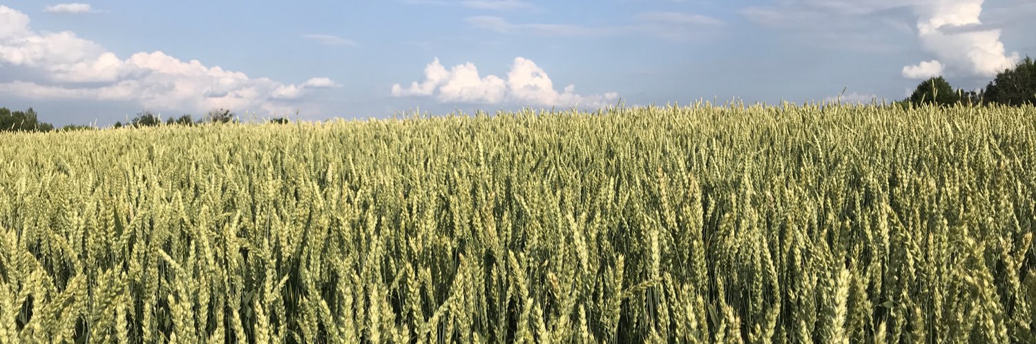 dante alighieri banner