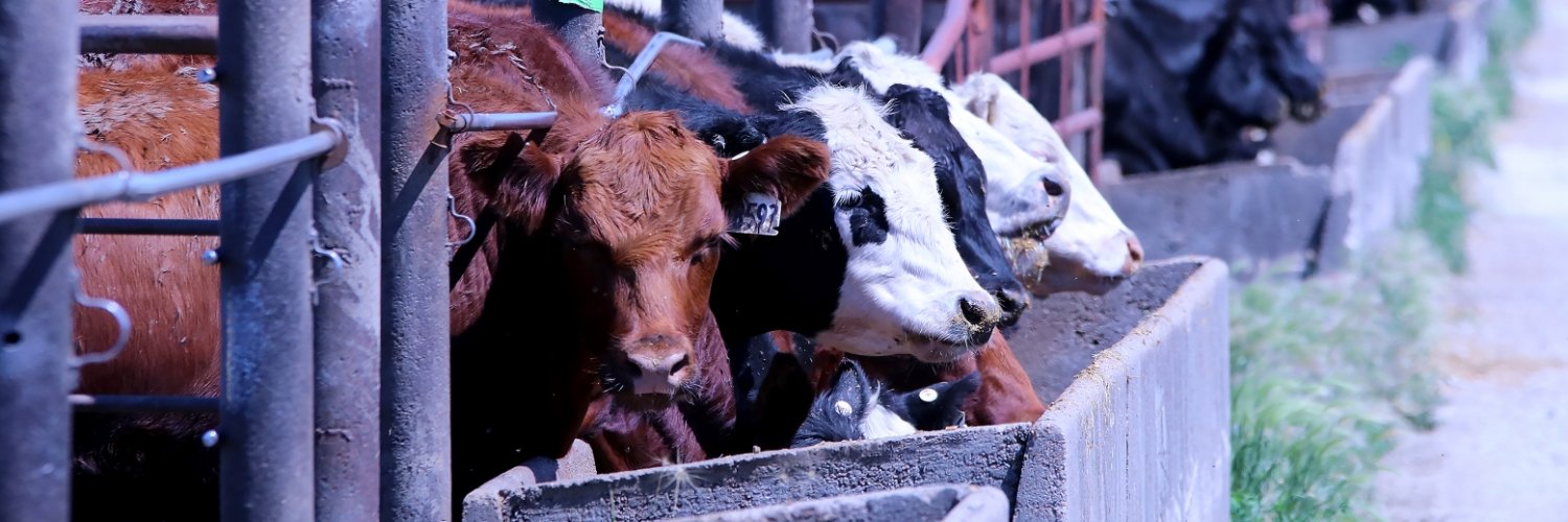 Nebraska Beef Innovation banner