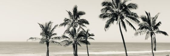 cxwpd's profile banner image