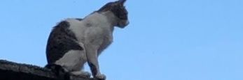 Fatmealipur's profile banner image