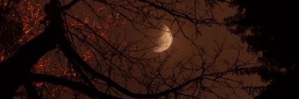 cedakotes Profile Banner