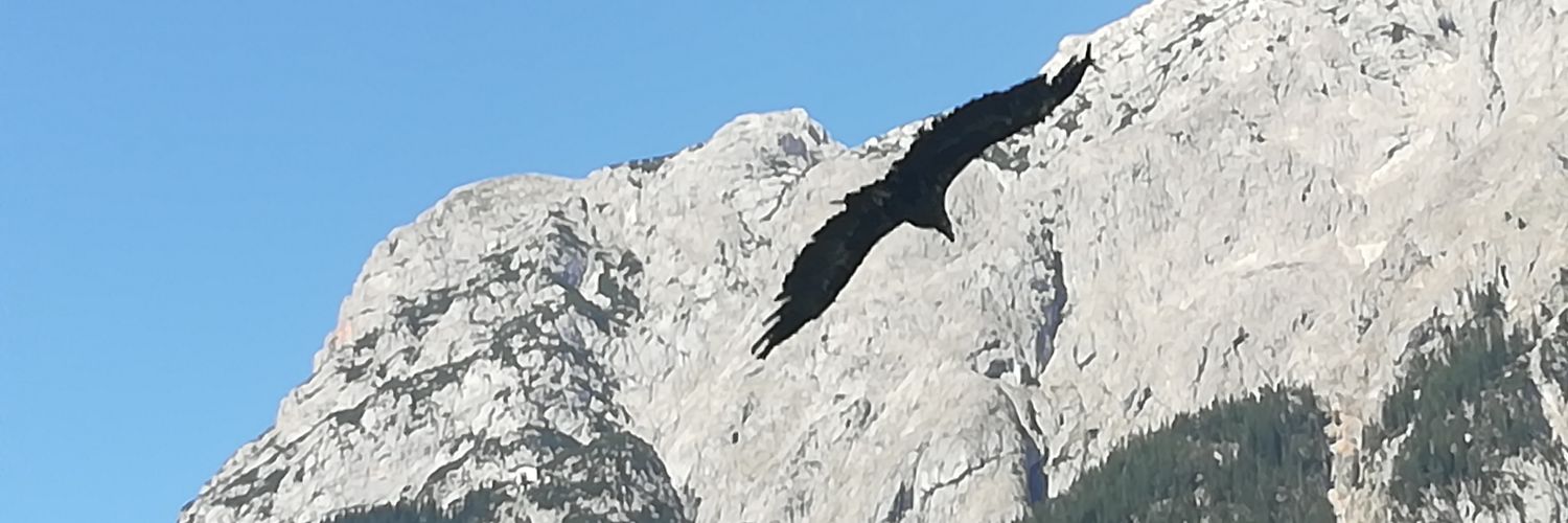 RosadeSalut's profile banner image