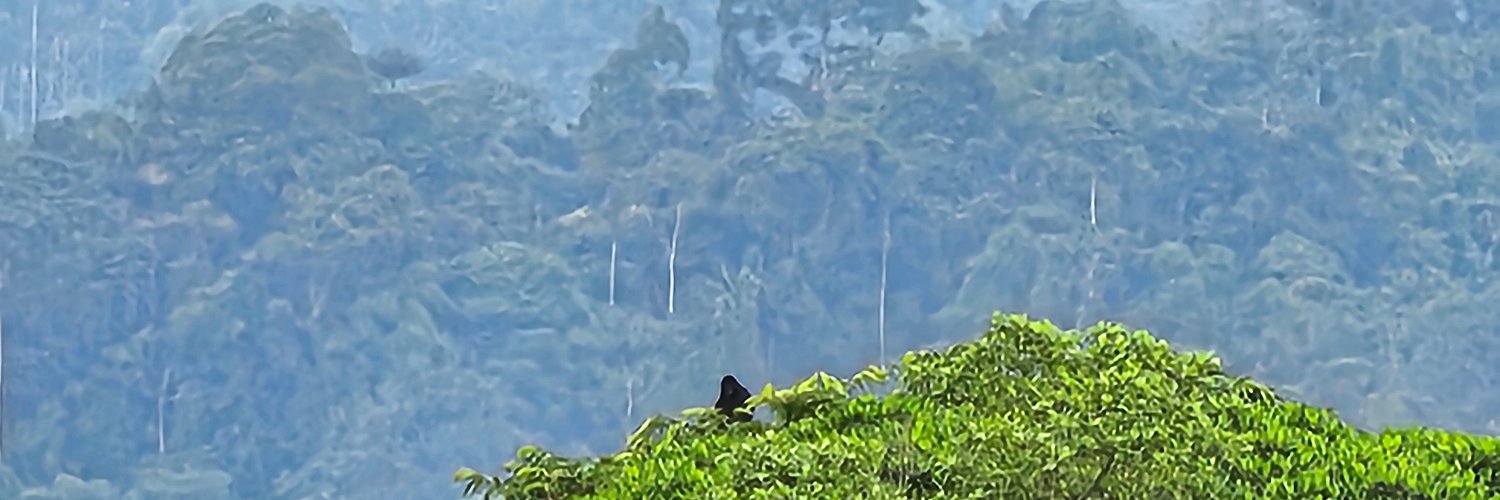 Jessie Deichmann banner