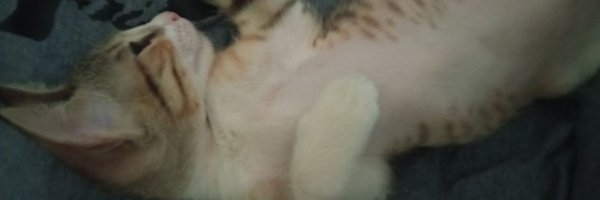 Scaramewo Profile Banner