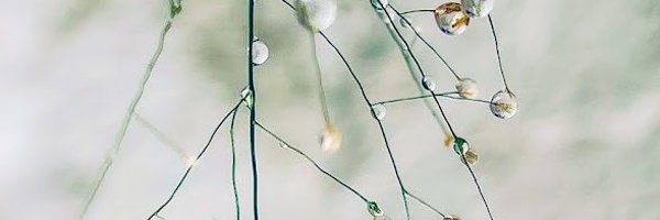 FmWeb3X Profile Banner