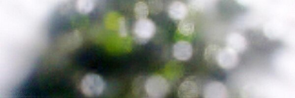 Rbearcow Profile Banner
