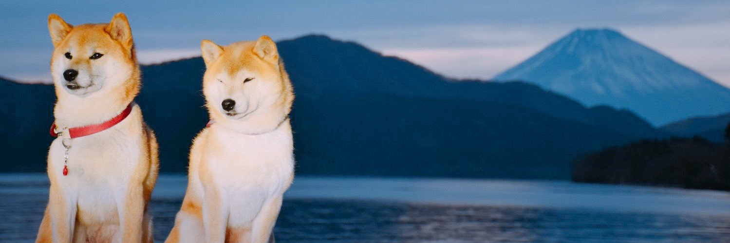 tinydog365's profile banner image