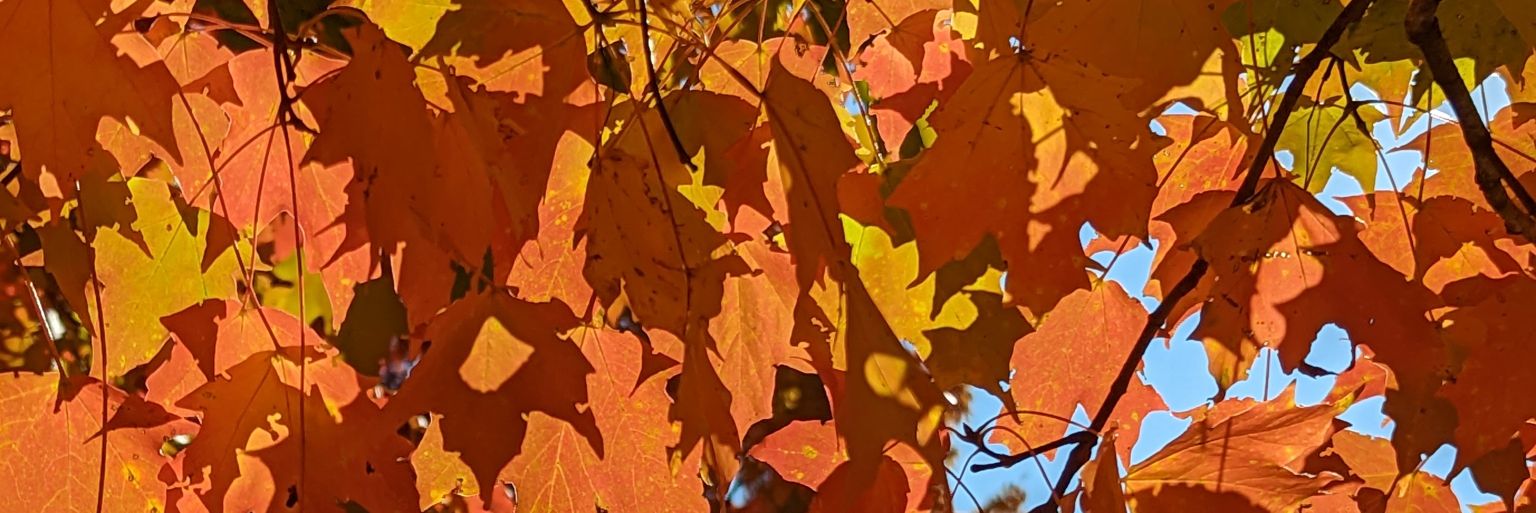 UmlautSteve banner