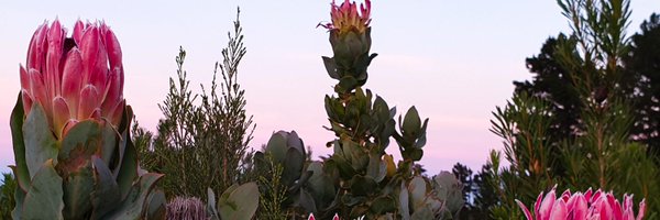 fynbospollen Profile Banner
