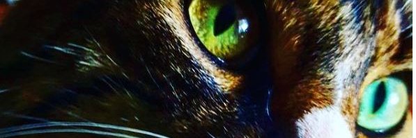 PurpleBloodedMN's profile banner image