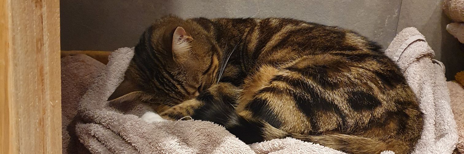 CatnipCorner's profile banner image