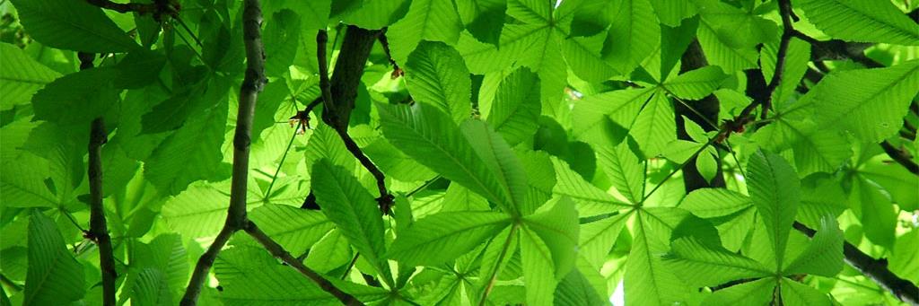 Braided River banner