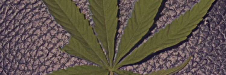 tee_greenn's profile banner image