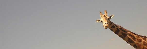 ya_enotik's profile banner image