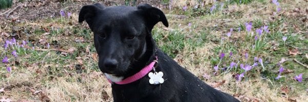 LarryMishel Profile Banner