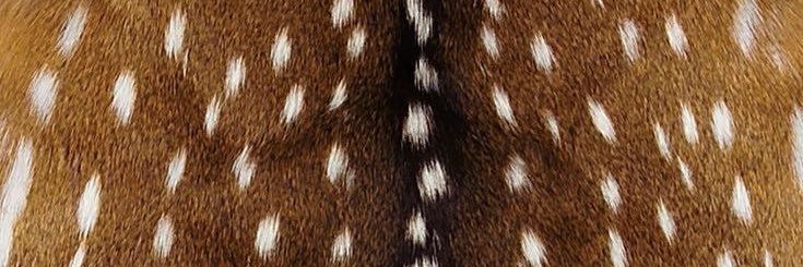 ⊹₊⟡⋆ banner