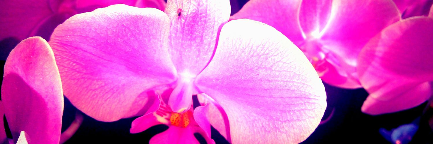 GlamRockQueen's profile banner image