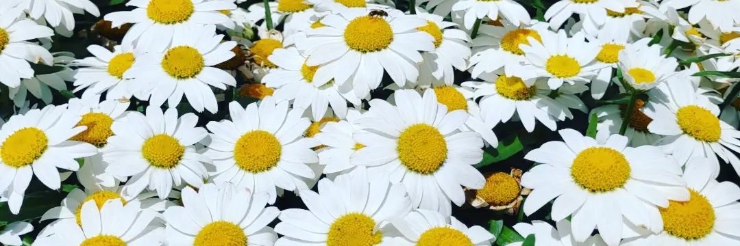 MostHiPlantLife's profile banner image