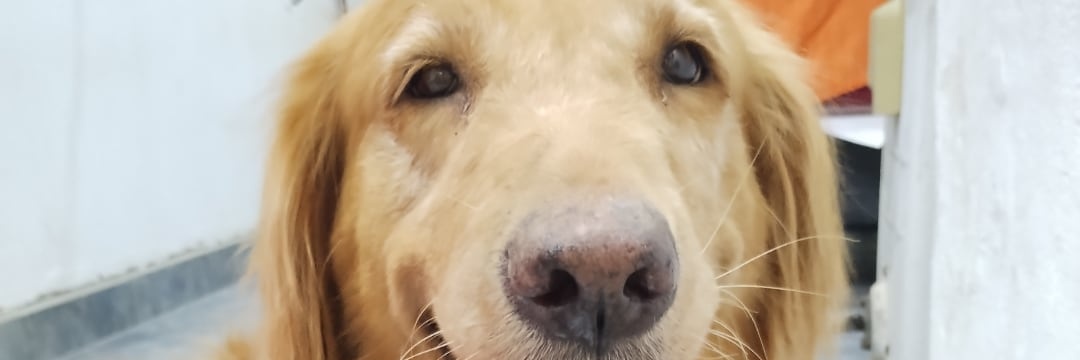 dan_neyra's profile banner image