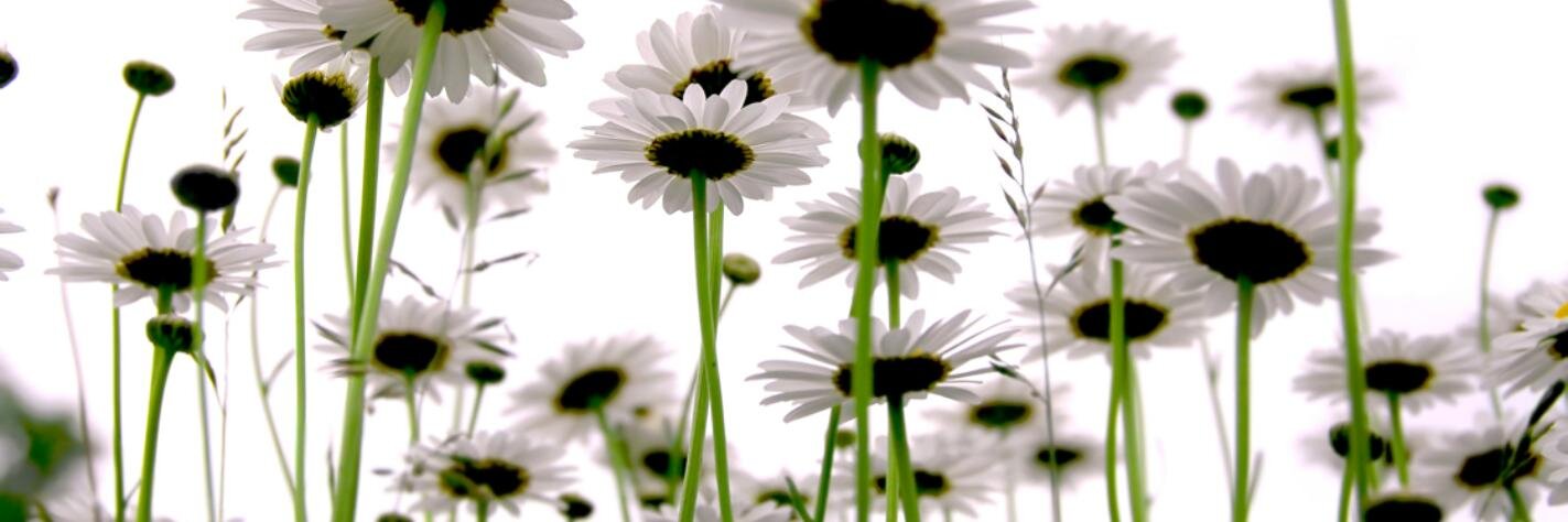 Dates Abroad 🌼 banner