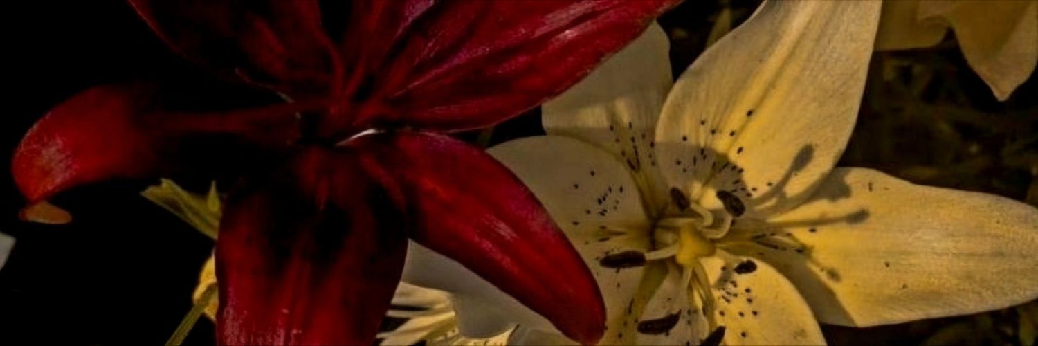 p24sa's profile banner image