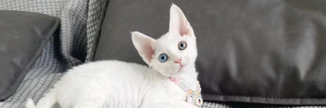 Laura_Verycute's profile banner image