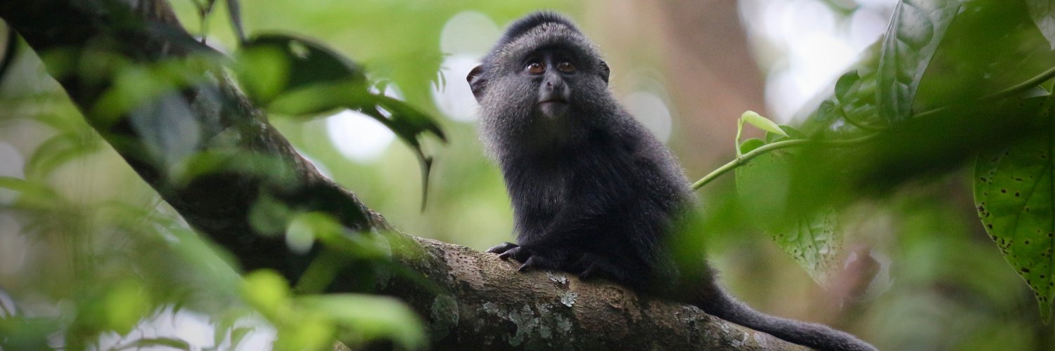 AmSoc Primatologists's banner