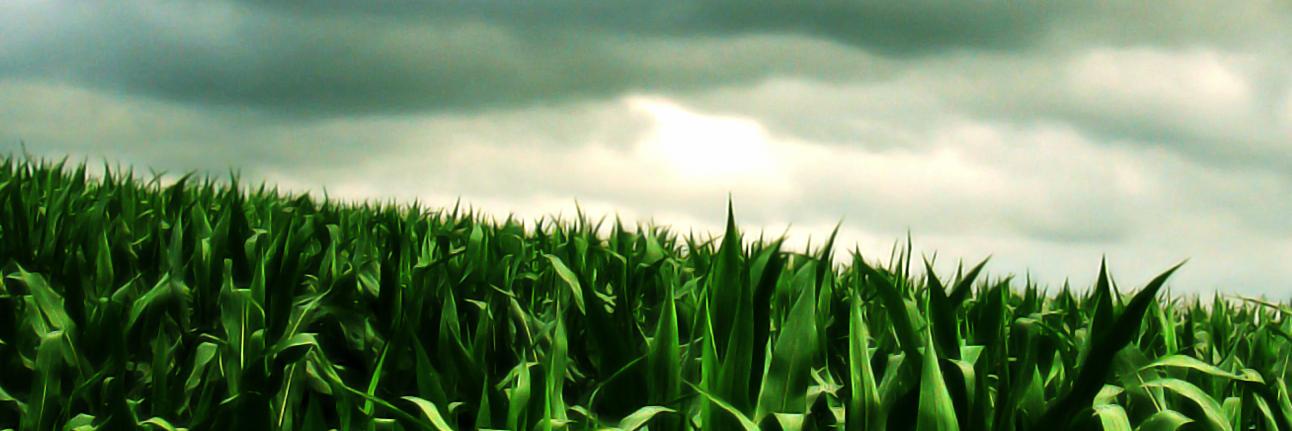 Onicófago banner