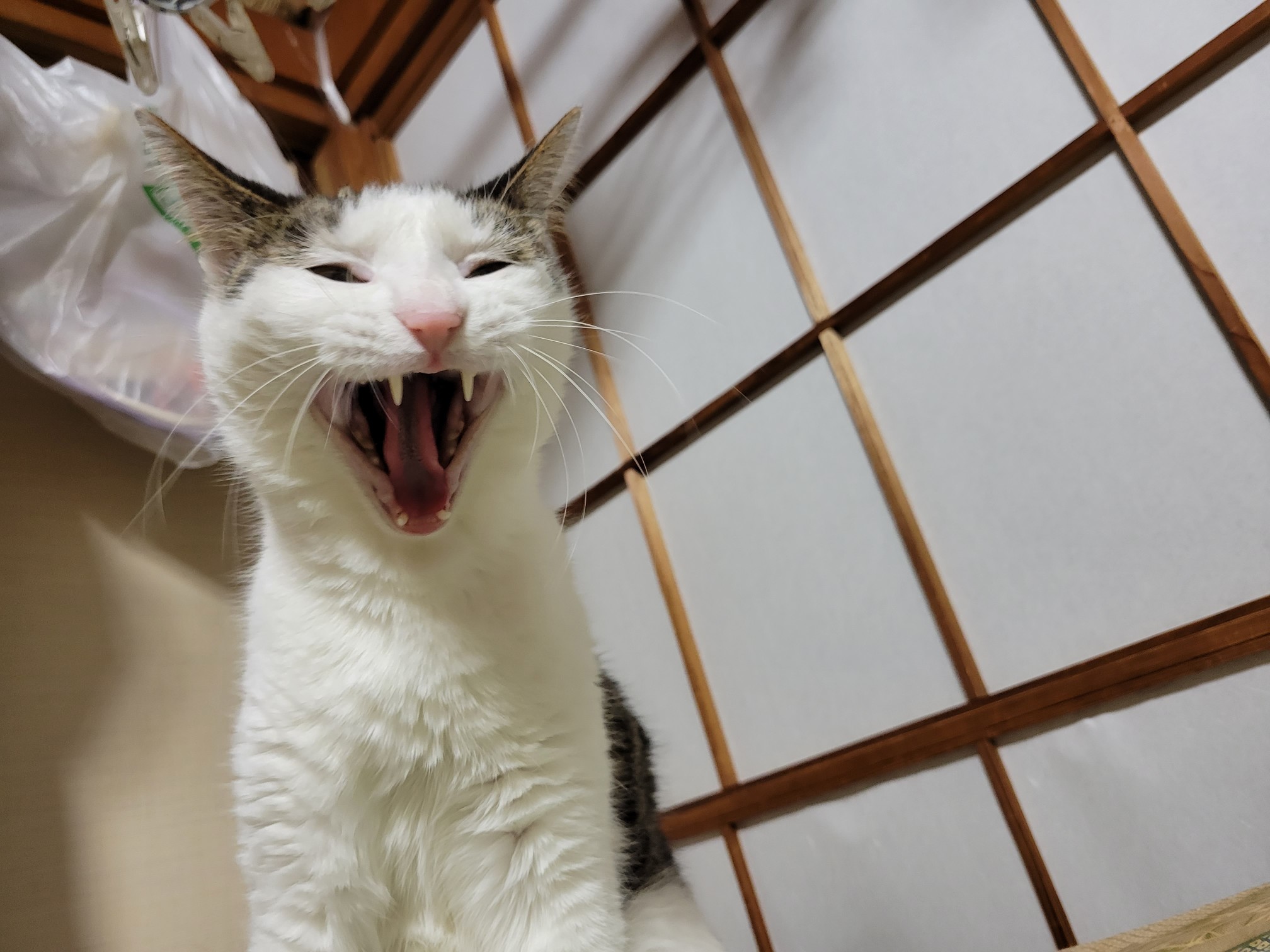 PNkatuki's profile banner image