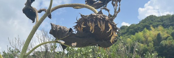 _rio___08_ Profile Banner