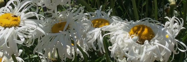 Marjorie Gibbon Profile Banner